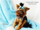 ULTRA Mini XXS! Yorkshire Terrier malutki York 6-mcy Rodowód - 8