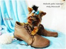 ULTRA Mini XXS! Yorkshire Terrier malutki York 6-mcy Rodowód - 5