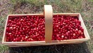 Sprzedam żurawinę bagienną świeżo zebraną po 28za kg - 2