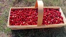 Sprzedam żurawinę bagienną świeżo zebraną po 28za kg - 3