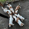 Pieski Jack Russell Terrier - 2