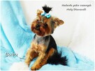 ULTRA Mini XXS! Yorkshire Terrier malutki York 6-mcy Rodowód - 4