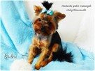 ULTRA Mini XXS! Yorkshire Terrier malutki York 6-mcy Rodowód - 3