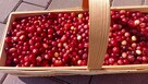 Sprzedam żurawinę bagienną świeżo zebraną po 28za kg - 3