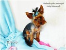 Yorkshire Terrier piesek York Bruno szczeniak 6-mcy Rodowód - 7