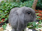 Samiczki mini lop - 5