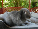 Samiczki mini lop - 3