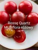 Currant Gold Russian Nasiona pomidor rosyjski pokarm nasiona - 8
