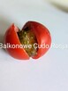 Currant Gold Russian Nasiona pomidor rosyjski pokarm nasiona - 12