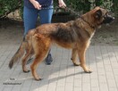 Boyka - 2