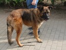 Boyka - 5
