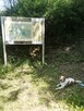 Piesek do adopcji. - 3