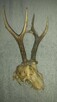 Żywiec-Do sprzedania rogi młodego jelenia 20 cm. - 3
