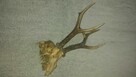 Żywiec-Do sprzedania rogi młodego jelenia 20 cm. - 4