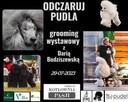 Szkolenia dla groomerów - 16
