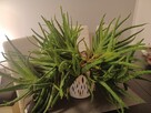 Ogromny aloes leczniczy aloe vera - 1