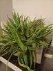 Ogromny aloes leczniczy aloe vera - 3