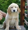 Golden retriever Paszport - 1