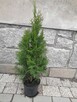 Tuje szmaragdowe 70 cm - 2