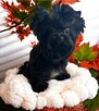 Black Yorkshire Terrier - unikalna mini suczka - 5