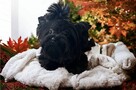 Black Yorkshire Terrier - unikalna mini suczka - 4