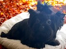 Black Yorkshire Terrier - unikalna mini suczka - 2