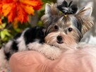 Wyjątkowy i charakterny piesek York - Biewer Yorkshire Terrier - 2