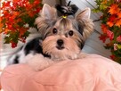 Wyjątkowy i charakterny piesek York - Biewer Yorkshire Terrier - 4