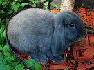 Baranek mini lop niebieskie samiczki - 1