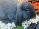 Baranek mini lop niebieskie samiczki - 3