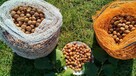SPRZEDAM ORZECHY LASKOWE RĘCZNIE ZBIERANE - 4