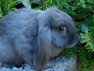 Baranek mini lop niebieskie samiczki - 2