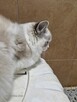 Ragdoll - 4