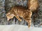Maine Coon reproduktor - 3