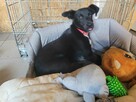 Grosik do adopcji - 5