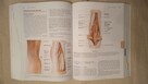 Clinically Oriented Anatomy Keith Moore - 3