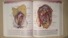 Grants Atlas of Anatomy Agur/Dalley - 3