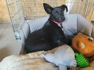 Grosik do adopcji - 4