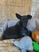Grosik do adopcji - 6