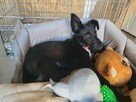 Grosik do adopcji - 2
