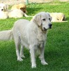 Golden retriever suczka - 6