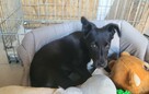 Grosik do adopcji - 7