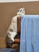 Ragdoll - 3