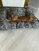 Maine Coon reproduktor - 4