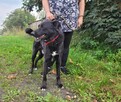 Młodziutki MIŁEK wierny przyjaciel co prosi o miłość - 2