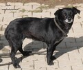 Bujka - 2