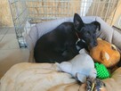 Grosik do adopcji - 3