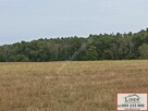 Sprzedam działki budowlane przy lesie w gm. Kazimierz Biskup - 6