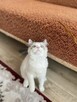 Hodowla kotow Ragdoll FPL/FIFE. - 9