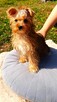 Yorkshire terrier - 2